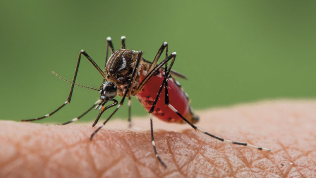 Primer plano de un jején Culicoides paraensis, el principal vector del virus Oropouche. Este diminuto insecto mide entre 1-3 mm de longitud y se caracteriza por sus alas moteadas y su cuerpo delgado de color marrón oscuro. La fotografía microscópica muestra detalles de sus características anatómicas distintivas, incluyendo sus antenas segmentadas y aparato bucal picador-chupador, adaptado para alimentarse de sangre.